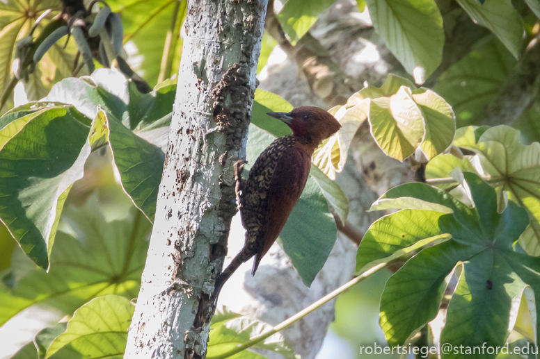 panama